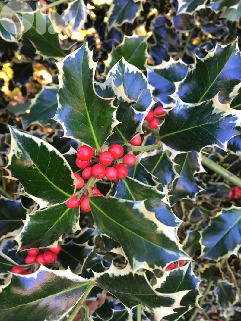 Italian variegated English Holly ilex 1