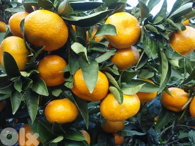 Italian clementine trees