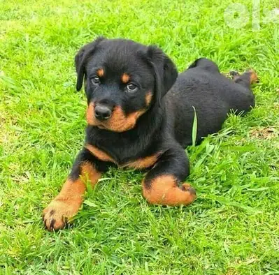 Rottweiler Puppy imported