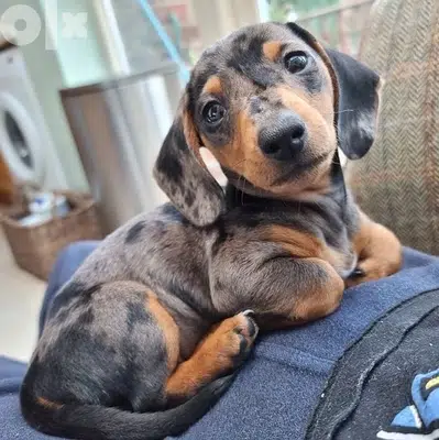 imported dachshund merle dapple Puppy كلاب