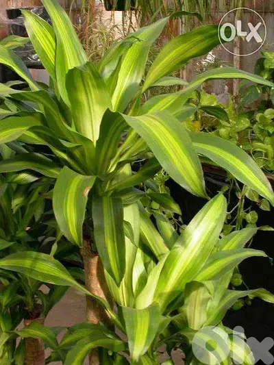 Dracena special leaves indoor plant