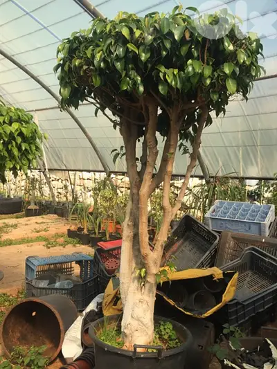 ficus benjamina tige ڤيكوس بنجامينا
