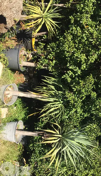 dracena draco plant دراسينا دراغو