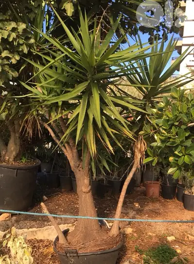 yucca plant يوكا