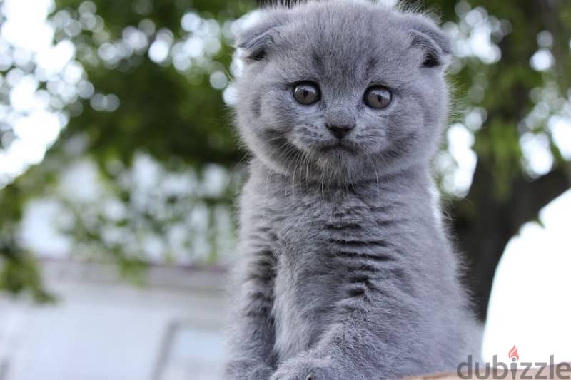 Scottish Fold Grey Delivered to you 0