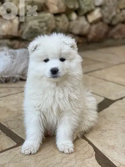 55 days old pure samoyed puppies for reservation
