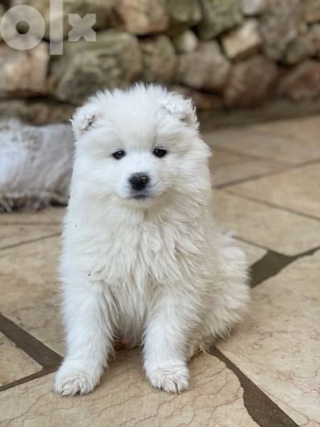 55 days old pure samoyed puppies for reservation 0