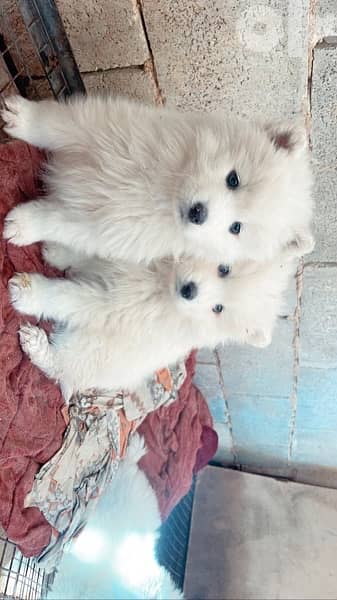 55 days old pure samoyed puppies for reservation 1