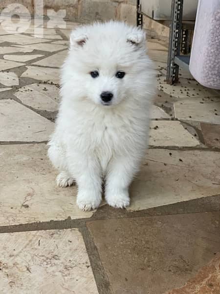 55 days old pure samoyed puppies for reservation 2