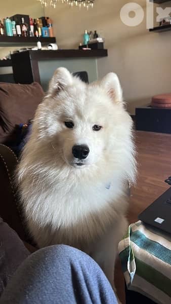 55 days old pure samoyed puppies for reservation 3