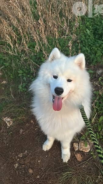 55 days old pure samoyed puppies for reservation 4