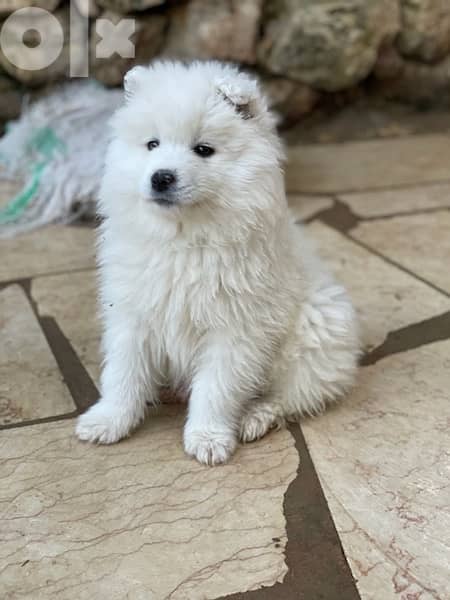 55 days old pure samoyed puppies for reservation 5