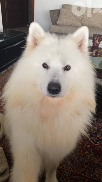 55 days old pure samoyed puppies for reservation 6