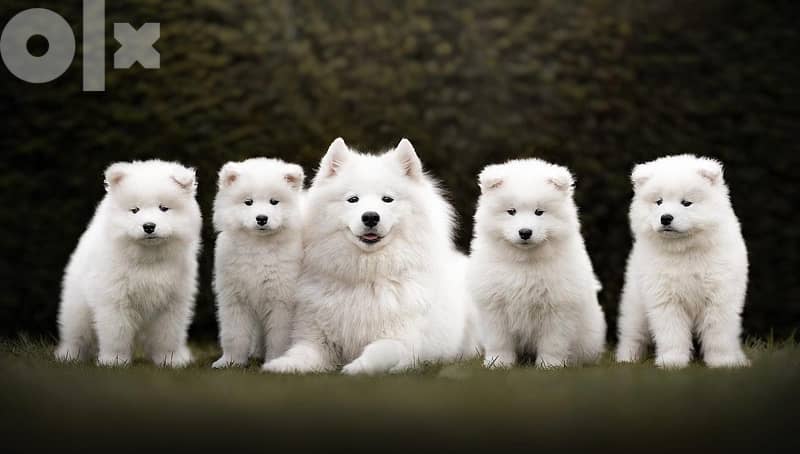 55 days old pure samoyed puppies for reservation 7