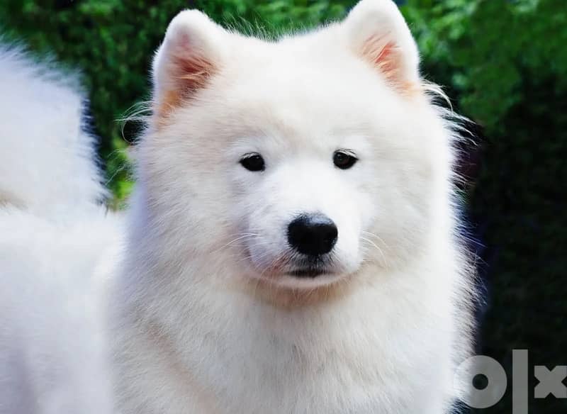 55 days old pure samoyed puppies for reservation 8