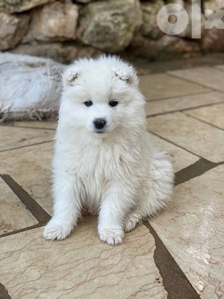 55 days old pure samoyed puppies for reservation 9