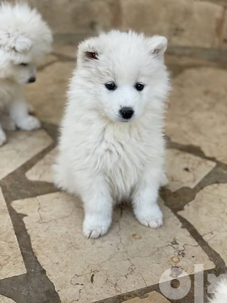 55 days old pure samoyed puppies for reservation 10