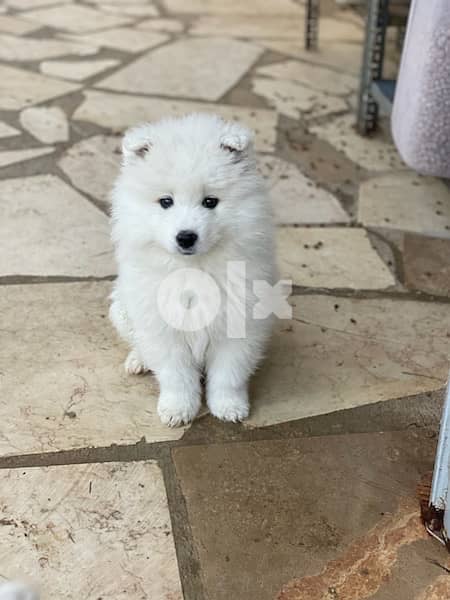 55 days old pure samoyed puppies for reservation 11