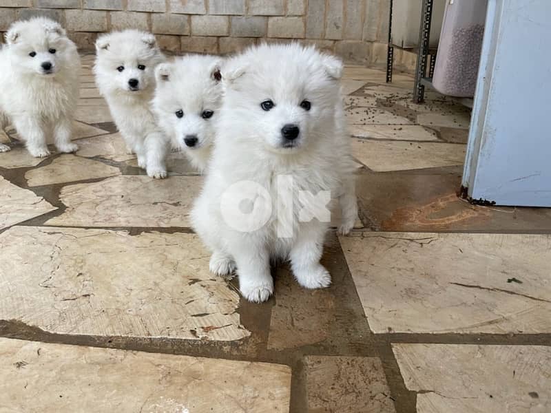55 days old pure samoyed puppies for reservation 12
