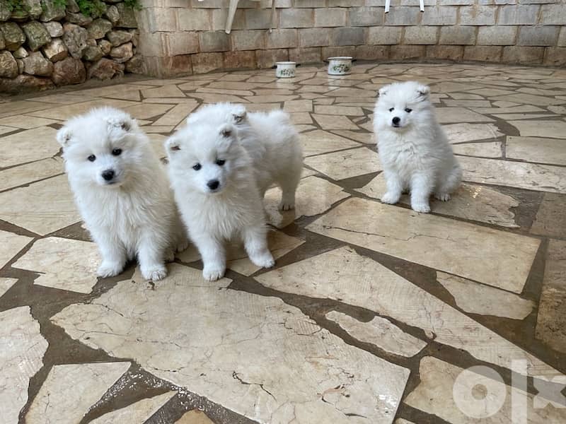 55 days old pure samoyed puppies for reservation 13