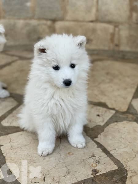 55 days old pure samoyed puppies for reservation 14