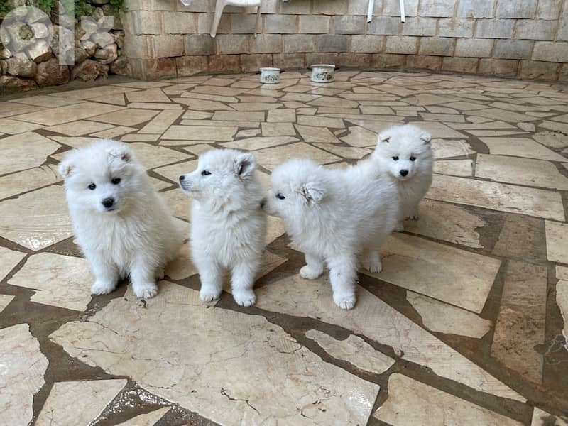55 days old pure samoyed puppies for reservation 15