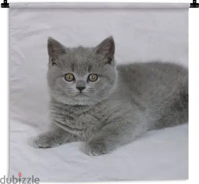 British ShortHair Grey kitten