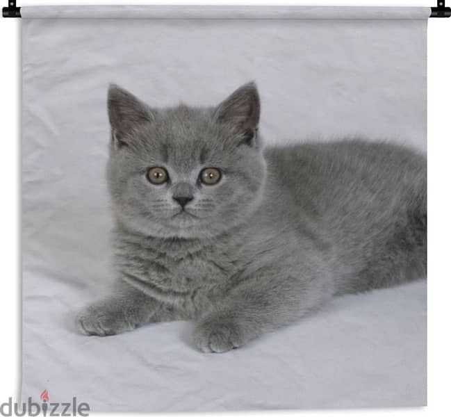 British ShortHair Grey kitten 0