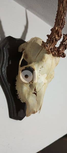 antique 3