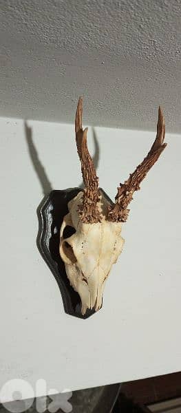 antique 7