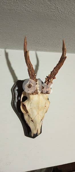 antique 8