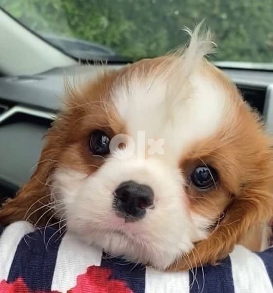 Cavalier Blenheim 0