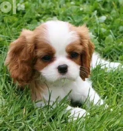 imported Cavalier Blenheim