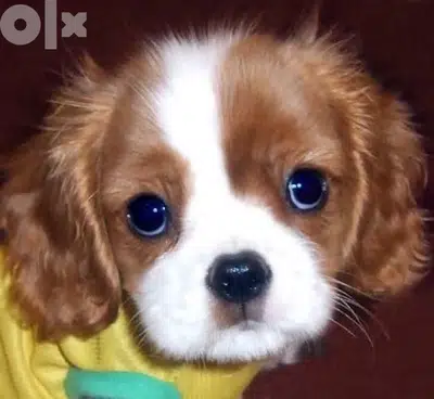 Imported Cavalier king charles puppy