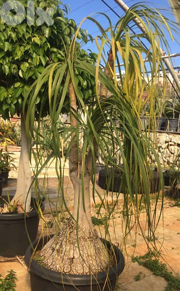 beaucarnea 0