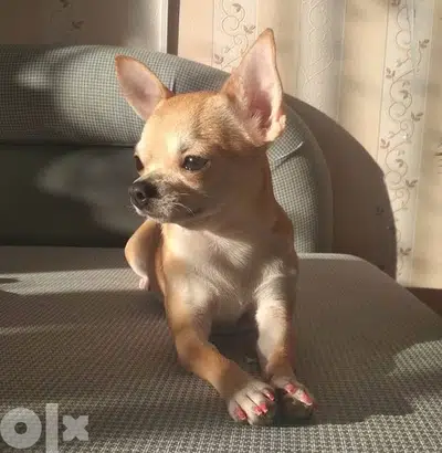 Imported Chihuahua Teacup