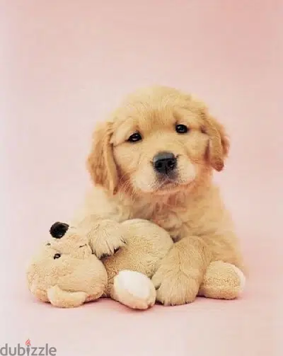 Golden Retriever Bear Gold