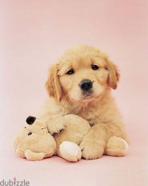 Golden Retriever Bear Gold 0