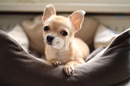Chihuahua Teacup puppy Chihuahua Teacup puppy