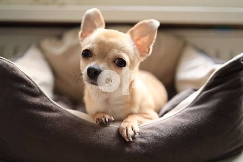 Chihuahua Teacup puppy 0