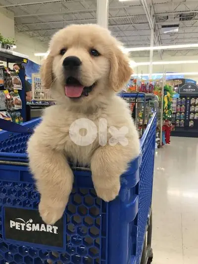 Golden Retriever Cute Puppies Available كلاب