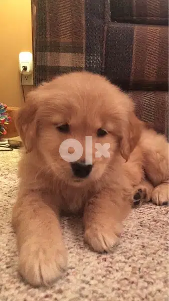 Golden Retriever Gold