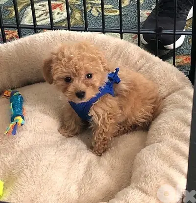 toy poodle Imported puppy