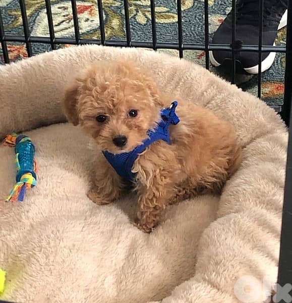 toy poodle Imported puppy 0