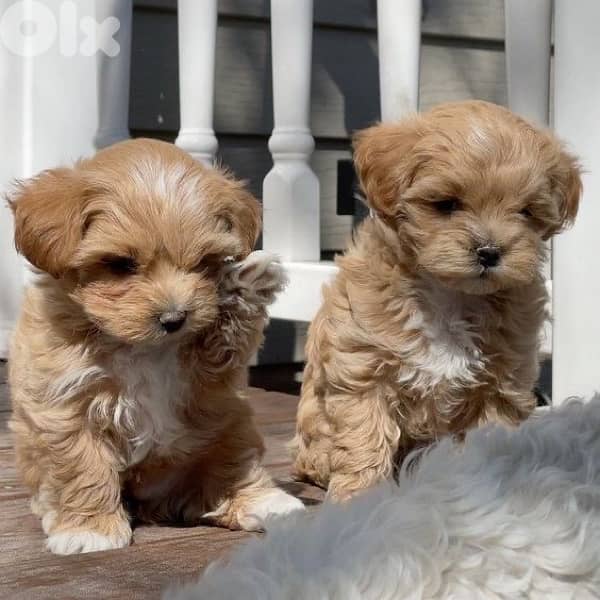Maltipoo Imported CUTIES 0