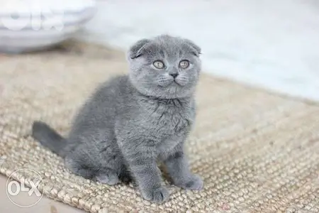 Scottish fold kitten cat قطط in store & delivery