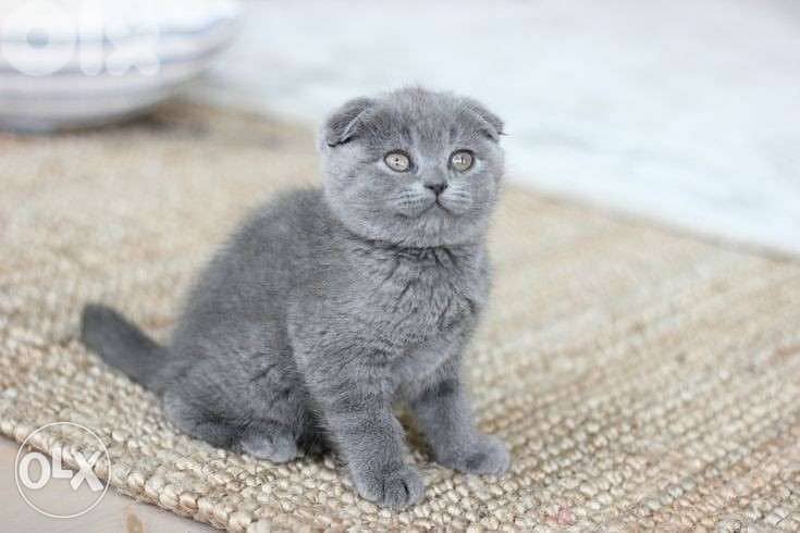 Scottish fold kitten cat قطط in store & delivery 0