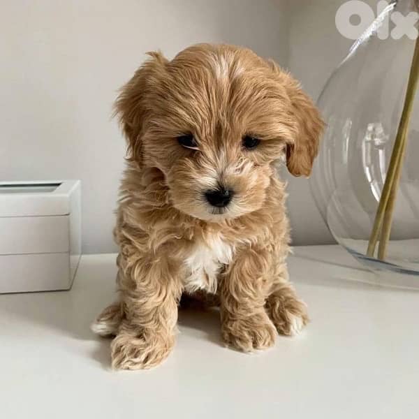 Imported Maltipoo goldish 0