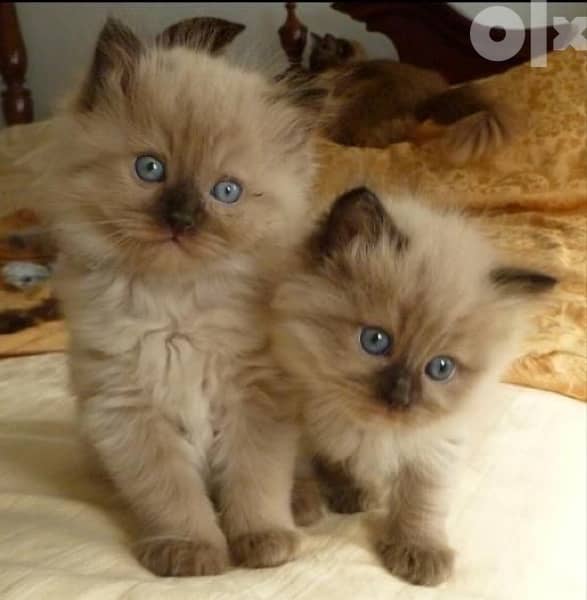 Himalayan Kitten Blue Eyes 0