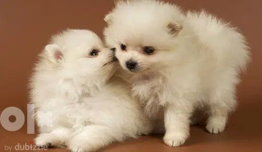 Pomeranian spitz puppy